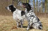 SETTER ANGLAIS 037